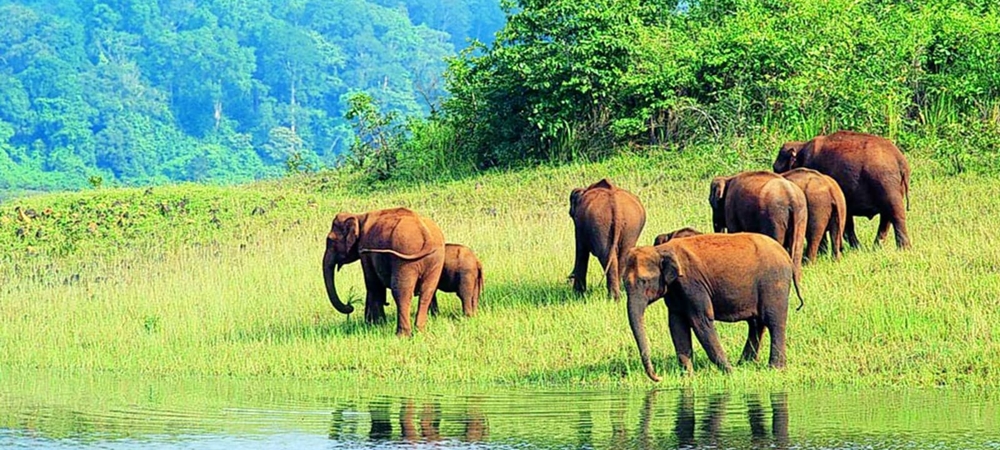 Kerala Tour Package S For 1 Night / 2 Days | elephents